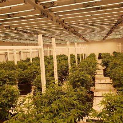  LED grow light Cannabis Project