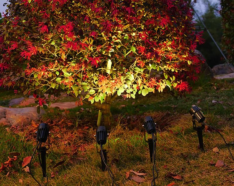 1769485652620161.jpg spotlight-tree.jpg